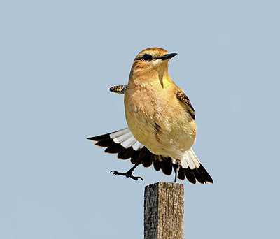 BUITEN BEELD Foto: 404489