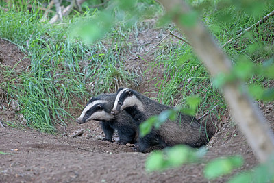 BUITEN BEELD Foto: 404498