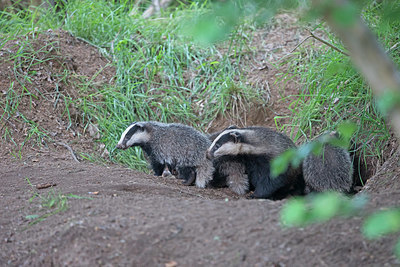 BUITEN BEELD Foto: 404501