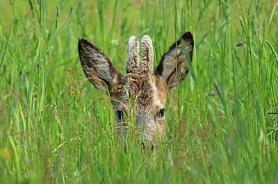 BUITEN BEELD Foto: 404546