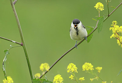 BUITEN BEELD Foto: 404548