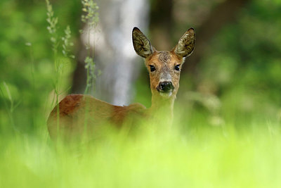 BUITEN BEELD Foto: 404549