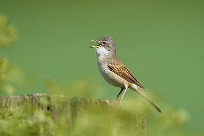 BUITEN BEELD Foto: 404581