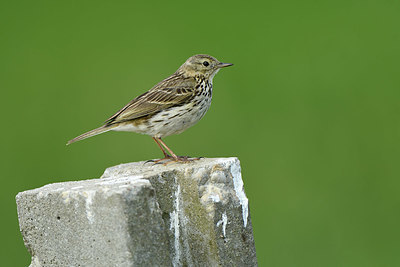 BUITEN BEELD Foto: 404583
