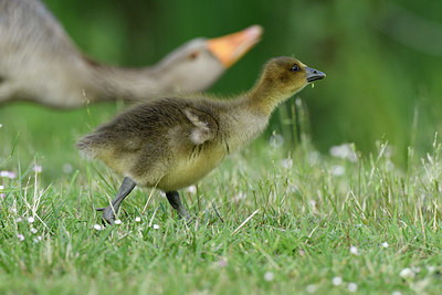 BUITEN BEELD Foto: 404591
