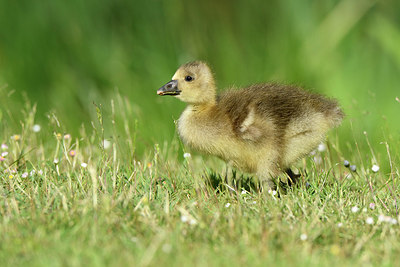 BUITEN BEELD Foto: 404603