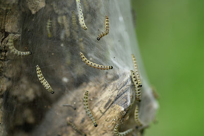 BUITEN BEELD Foto: 404611