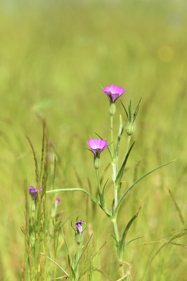 BUITEN BEELD Foto: 404614