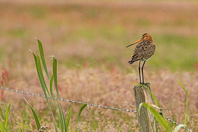 BUITEN BEELD Foto: 404646