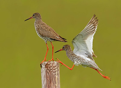 BUITEN BEELD Foto: 404648