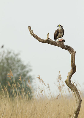 BUITEN BEELD Foto: 404656