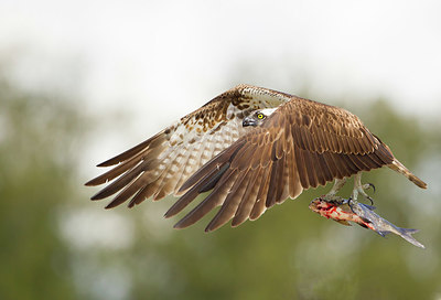 BUITEN BEELD Foto: 404663