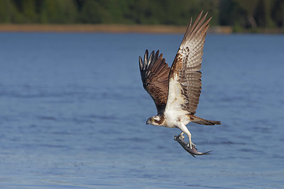 BUITEN BEELD Foto: 404666