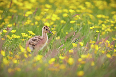 BUITEN BEELD Foto: 404673