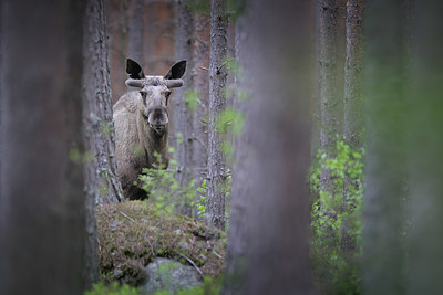 BUITEN BEELD Foto: 404679