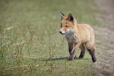 BUITEN BEELD Foto: 404680