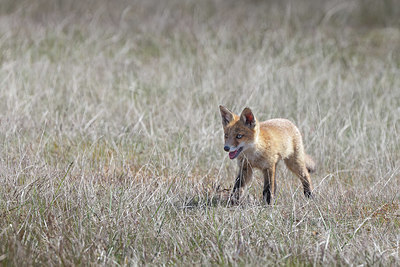 BUITEN BEELD Foto: 404682