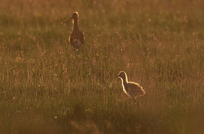 BUITEN BEELD Foto: 404683