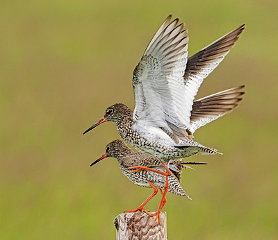 BUITEN BEELD Foto: 404694