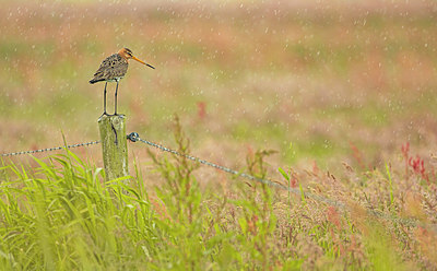 BUITEN BEELD Foto: 404700