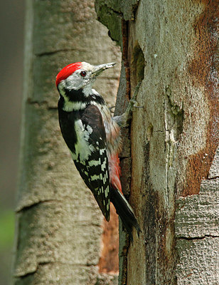 BUITEN BEELD Foto: 404704