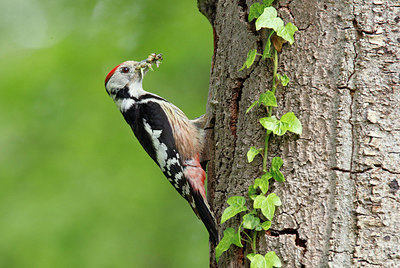 BUITEN BEELD Foto: 404706