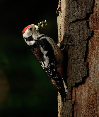 BUITEN BEELD Foto: 404709