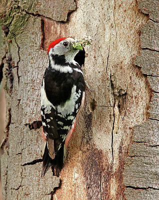 BUITEN BEELD Foto: 404712