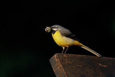 BUITEN BEELD Foto: 404720