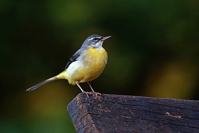 BUITEN BEELD Foto: 404721
