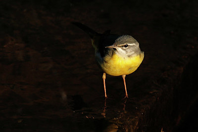 BUITEN BEELD Foto: 404739