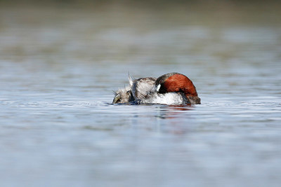 BUITEN BEELD Foto: 404756