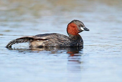 BUITEN BEELD Foto: 404757