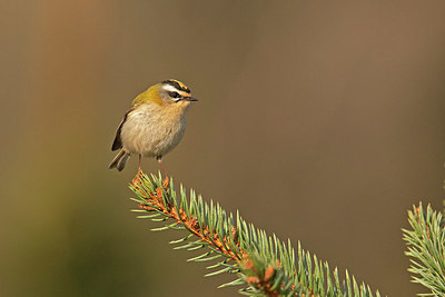 BUITEN BEELD Foto: 404775