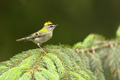 BUITEN BEELD Foto: 404801