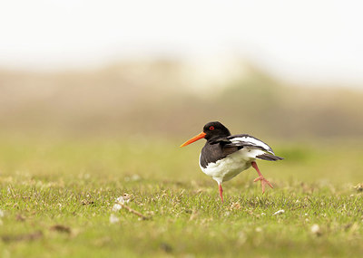 BUITEN BEELD Foto: 404811