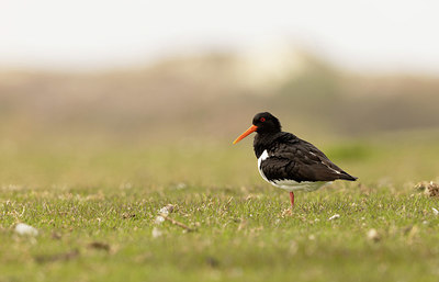 BUITEN BEELD Foto: 404814