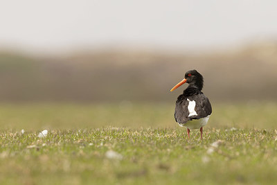 BUITEN BEELD Foto: 404816