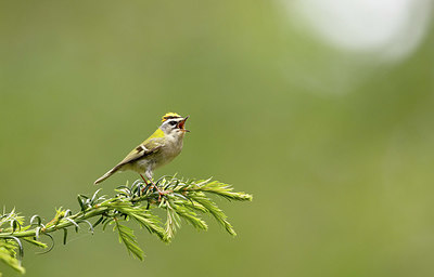 BUITEN BEELD Foto: 404818