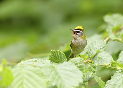 BUITEN BEELD Foto: 404832