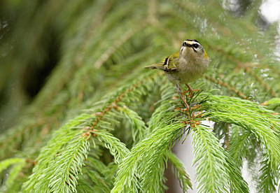 BUITEN BEELD Foto: 404833