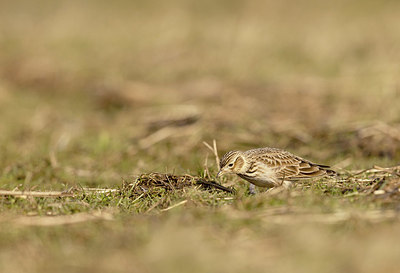 BUITEN BEELD Foto: 404836