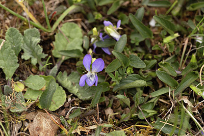 BUITEN BEELD Foto: 404856