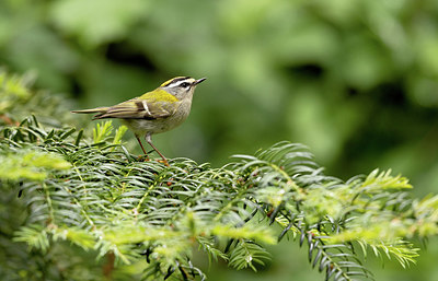 BUITEN BEELD Foto: 404868