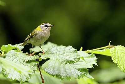 BUITEN BEELD Foto: 404869