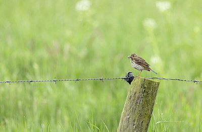 BUITEN BEELD Foto: 404872