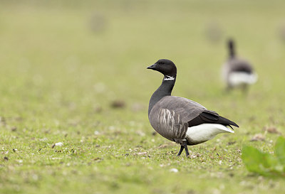 BUITEN BEELD Foto: 404876