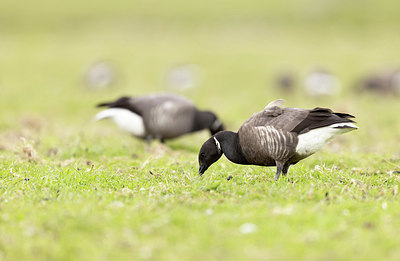 BUITEN BEELD Foto: 404877