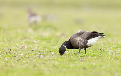 BUITEN BEELD Foto: 404879