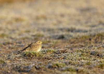 BUITEN BEELD Foto: 404886